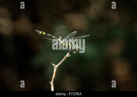 Le golden-ringed dragonfly (Cordulegaster boltonii) est l'une des plus grandes libellules, Banque D'Images