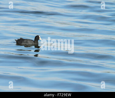 Foulques sont moyennes d'oiseaux d'eau qui sont membres de la famille des Rallidae (rail). Ils constituent le genre Fulica. Banque D'Images