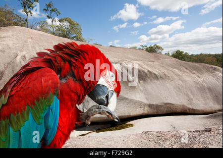 Un bel oiseau ara rouge Banque D'Images