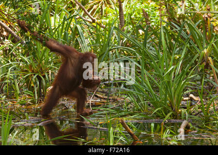 Bornean orangutan barboter dans un marais, se nourrissant de plantes aquatiques. Parc national de Tanjung Puting, Kalimantan, Bornéo, Indonésie. (Pongo pygmaeus) Banque D'Images