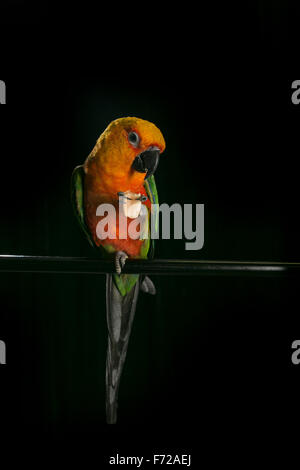 Un Jenday manger une cacahuète Conure Banque D'Images