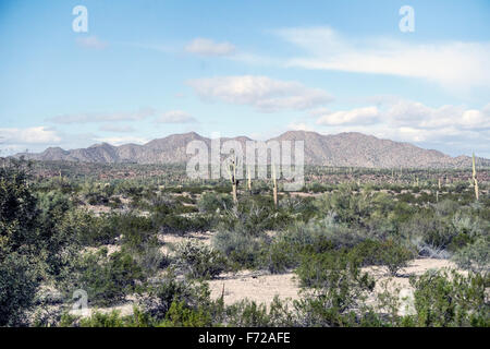 Désert de Sonora est parsemée de Saguara & Organ Pipe Cactus scrub & végétation avec vue lointaine de belles montagnes stériles Banque D'Images