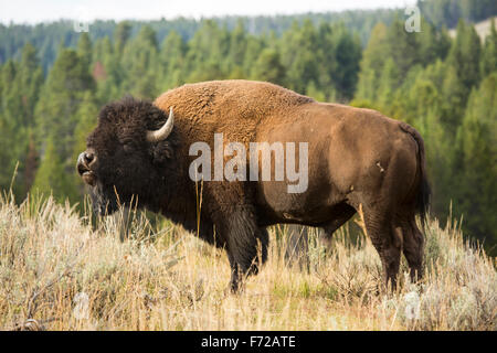 Bison d'Amérique, (Bison bison) ou buffalo, le pâturage dans les forêts ouvertes de Hayden Valley, le Parc National de Yellowstone, Wyoming. Banque D'Images