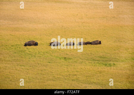 Partie d'un troupeau de bisons, Bison bison, jaunissement sur les plaines herbeuses de Hayden Valley dans le Parc National de Yellowstone, Wyoming. Banque D'Images