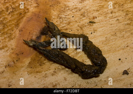 Le putois d'Europe de l'Ouest, le putois, la saleté, les excréments, les fèces, Waldiltis Wald-Iltis Iltis,,, Marder, Losung, Kot, Mustela putorius Banque D'Images