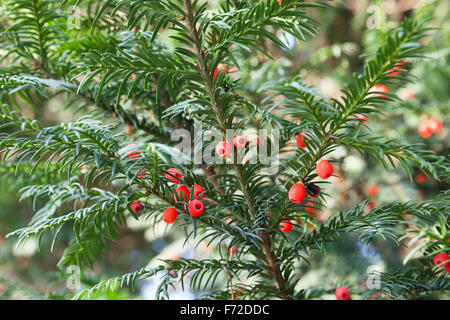 Baies rouges qui poussent sur les branches d'arbre d'if d'Evergreen Banque D'Images