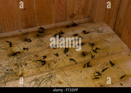 Le putois d'Europe de l'Ouest, le putois, la saleté, les excréments, les fèces, Waldiltis Wald-Iltis Iltis,,, Marder, Losung, Kot, Mustela putorius Banque D'Images