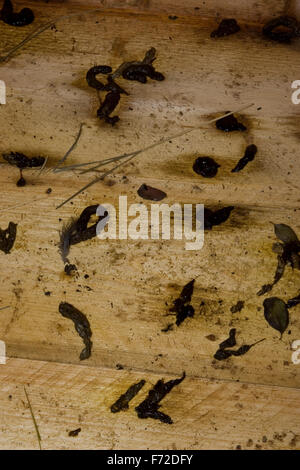 Le putois d'Europe de l'Ouest, le putois, la saleté, les excréments, les fèces, Waldiltis Wald-Iltis Iltis,,, Marder, Losung, Kot, Mustela putorius Banque D'Images