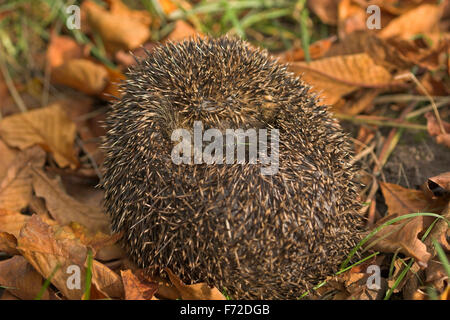 Hérisson hérisson européen, de l'Ouest, jardin, Europäischer Igel, Westigel Braunbrustigel, Garten, Erinaceus europaeus, hérisson, Banque D'Images