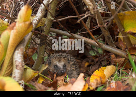 Hérisson hérisson européen, de l'Ouest, jardin, Europäischer Igel, Westigel Braunbrustigel, Garten, Erinaceus europaeus, hérisson, Banque D'Images