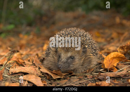 Hérisson hérisson européen, de l'Ouest, jardin, Europäischer Igel, Westigel Braunbrustigel, Garten, Erinaceus europaeus, hérisson, Banque D'Images