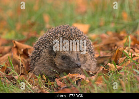 Hérisson hérisson européen, de l'Ouest, jardin, Europäischer Igel, Westigel Braunbrustigel, Garten, Erinaceus europaeus, hérisson, Banque D'Images