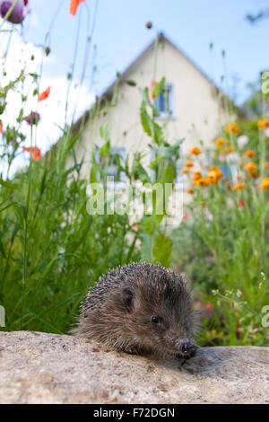 Hérisson hérisson européen, de l'Ouest, jardin, Europäischer Igel, Westigel Braunbrustigel, Garten, Erinaceus europaeus, hérisson, Banque D'Images