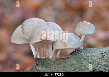 Champignons Oudemansiella mucida porcelaine sur tronc de hêtre en automne Banque D'Images