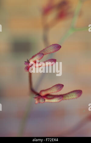 Patte de kangourou rouge flower close-up Anigozanthos rufus Australian Banque D'Images