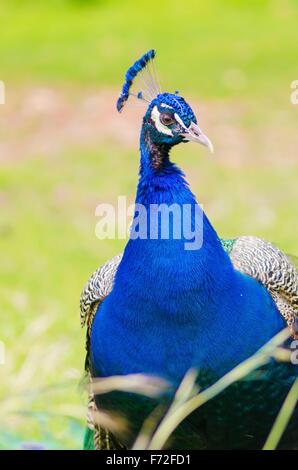 Une vue de profil d'un paon mâle. Homme peafowls sont distinctes pour leurs brillantes bleu métallique en forme de couronne, le ventilateur sur la crête il Banque D'Images