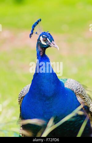 Une vue de profil d'un paon mâle. Homme peafowls sont distinctes pour leurs brillantes bleu métallique en forme de couronne, le ventilateur sur la crête il Banque D'Images