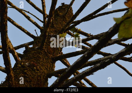 Arbre mort des branches de pins Banque D'Images