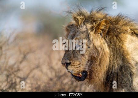 Cercle vicieux à la crinière noire grand lion mâle, Parc transfrontalier de Kgalagadi EN AFRIQUE DU SUD Banque D'Images