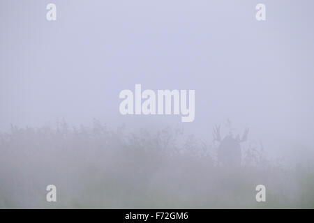 Bull Elk (Alces alces) tôt le matin, à l'inondation. L'Europe Banque D'Images