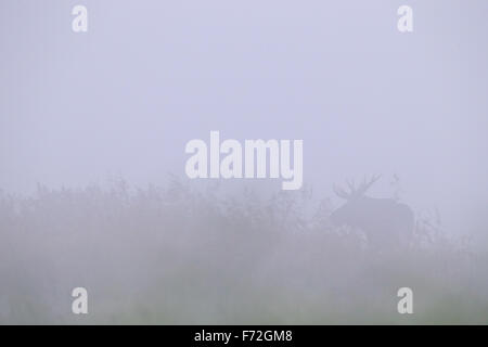 Bull Elk (Alces alces) tôt le matin, à l'inondation. L'Europe Banque D'Images