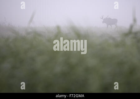 Bull Elk (Alces alces) tôt le matin, à l'inondation. L'Europe Banque D'Images