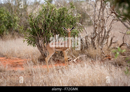 Litocranius walleri femelle gerenuk Parc national de Tsavo East au Kenya Banque D'Images