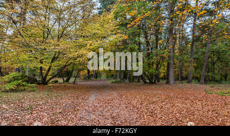 Chemin couvert d'automne dans les feuilles tombées dans une forêt de feuillus situé dans Fotnainebleau forêt dans le centre de la France. Banque D'Images