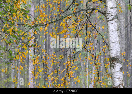 Le bouleau jaune les feuilles des arbres en automne. Banque D'Images