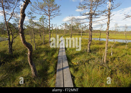 Viru bog sentier nature, le parc national de Lahemaa Banque D'Images