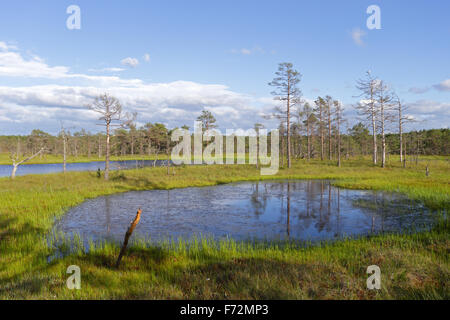 Viru Viru Bog (Raba) marais de tourbe, le parc national de Lahemaa Banque D'Images