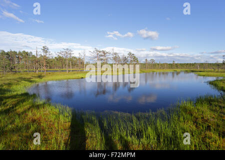 Viru Viru Bog (Raba) marais de tourbe, le parc national de Lahemaa Banque D'Images