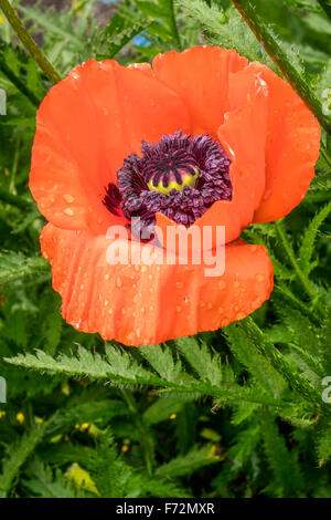 Pavot d'Islande Islande Akureyri rouge Banque D'Images