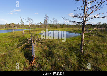 Viru Viru Bog (Raba) marais de tourbe, le parc national de Lahemaa Banque D'Images