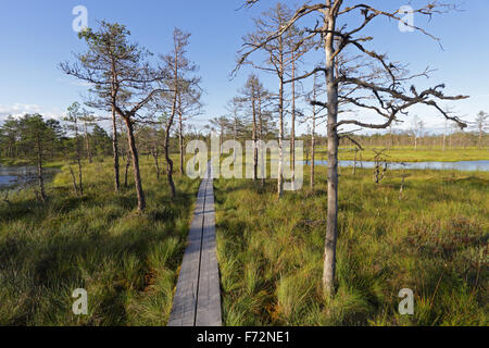 Viru bog sentier nature, le parc national de Lahemaa Banque D'Images