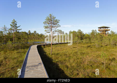 Viru bog sentier nature, le parc national de Lahemaa Banque D'Images