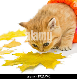 Petit Chaton dans un chandail tricoté et des feuilles sèches, la race britannique, rouge en couleur. L'âge d'un mois. Isolated on white Banque D'Images