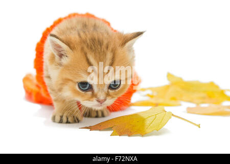 Petit Chaton dans un chandail tricoté et des feuilles sèches, la race britannique, rouge en couleur. L'âge d'un mois. Isolated on white Banque D'Images