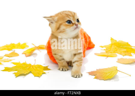 Petit Chaton dans un chandail tricoté et des feuilles sèches, la race britannique, rouge en couleur. L'âge d'un mois. Isolated on white Banque D'Images