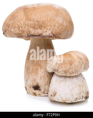 Cèpes isolé sur un fond blanc. Banque D'Images