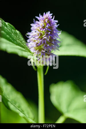 La Menthe Mentha longifolia, cheval avec arrière-plan flou Banque D'Images