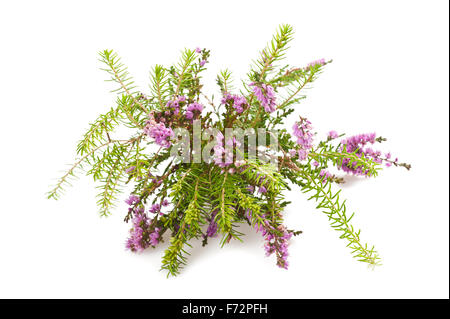 Purple heather branch isolé sur fond blanc Banque D'Images