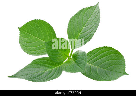 L'hydrangea feuilles isolées sur fond blanc Banque D'Images