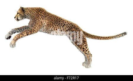 Numérique 3D render of a big cat cheetah isolé sur fond blanc Banque D'Images