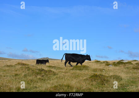 Vache noire et veau sur Walkhampton commun. Grande Mis Tor sur l'horizon. Vue près de Merrivale, Parc National de Dartmoor. Devon. Banque D'Images