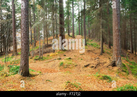 Esker Ridge dans les bois de la communauté d'Evanton, Evanton, Ross-shire, Scottish Highlands. Banque D'Images