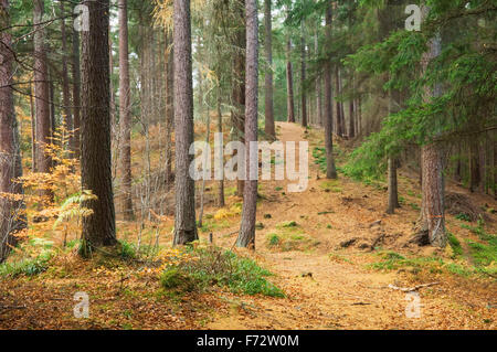 Esker Ridge dans les bois de la communauté d'Evanton, Evanton, Ross-shire, Scottish Highlands. Banque D'Images