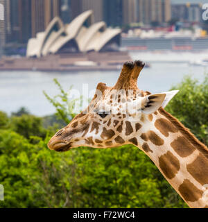 SYDNEY, AUSTRALIE - Le 27 décembre 2015. Les Girafes au Zoo de Taronga avec vue sur les toits de la CBD de Sydney, dans l'arrière-plan Banque D'Images