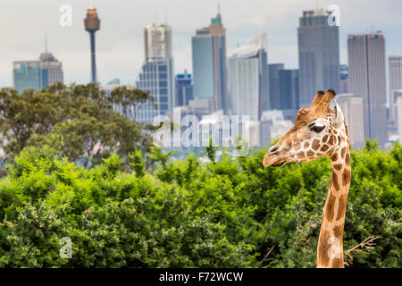 SYDNEY, AUSTRALIE - Le 27 décembre 2015. Les Girafes au Zoo de Taronga avec vue sur les toits de la CBD de Sydney, dans l'arrière-plan Banque D'Images