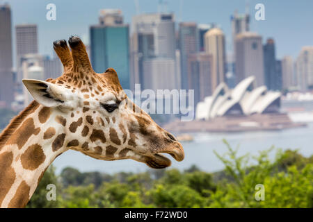 SYDNEY, AUSTRALIE - Le 27 décembre 2015. Les Girafes au Zoo de Taronga avec vue sur les toits de la CBD de Sydney, dans l'arrière-plan Banque D'Images